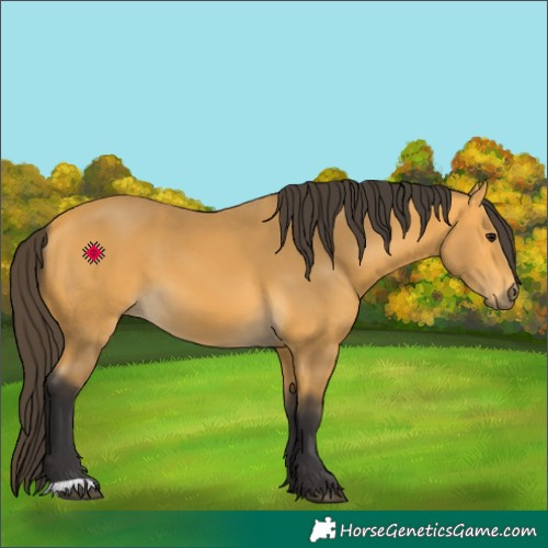 Horse Color:Buckskin 