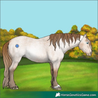 Horse Color:Gray Perlino Roan