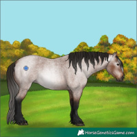 Horse Color:Gray Bay Roan 