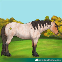 Horse Color:Bay Roan 
