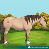 Horse Color:Amber Champagne 