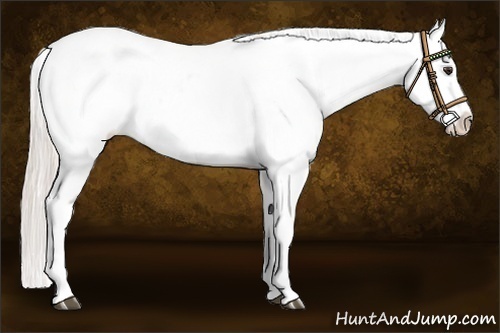 Horse Color:Silver Bay Dun Appaloosa 