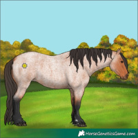 Horse Color:Bay Roan 