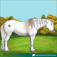 Horse Color:Gray Perlino Splash
