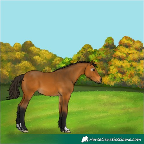 Horse Color:Gray Buckskin 