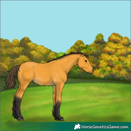 Horse Color:Buckskin 