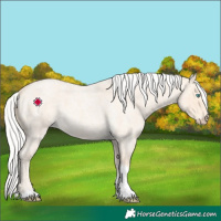 Horse Color:Silver Perlino Roan Tobiano
