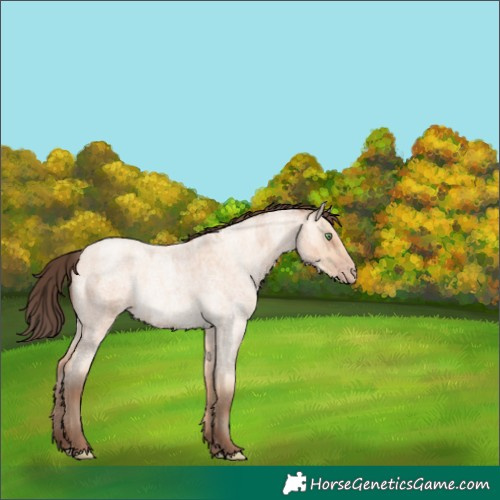 Horse Color:Amber Champagne Roan  and Amber Champagne Roan Dun 