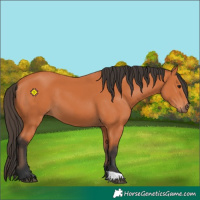 Horse Color:Bay 