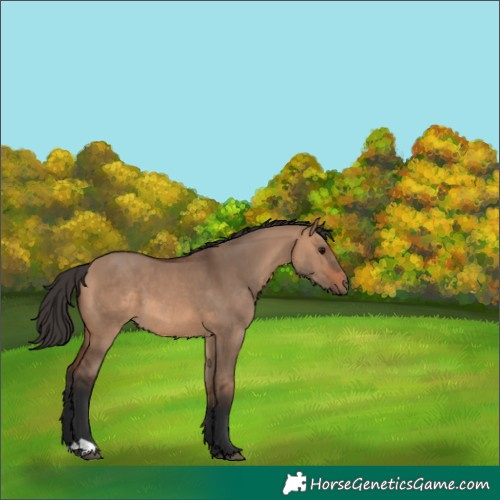 Horse Color:Bay Dun 