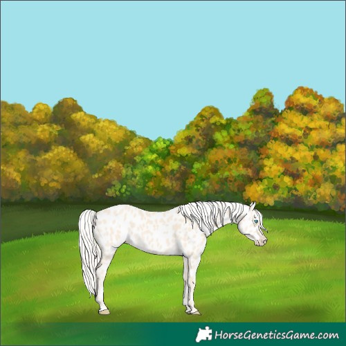 Horse Color:Cremello Near Leopard 