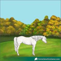 Horse Color:Cremello Near Leopard