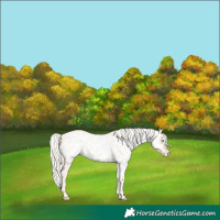 Horse Color:Cremello Near Leopard 