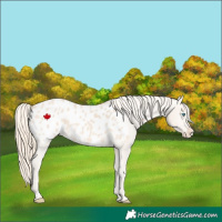 Horse Color:Perlino Appaloosa 