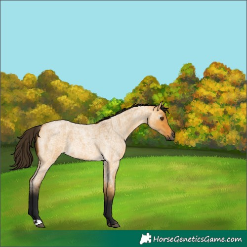 Horse Color:Gray Buckskin Roan Dun 