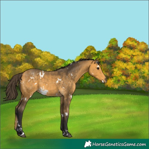 Horse Color:White Spotted Buckskin 