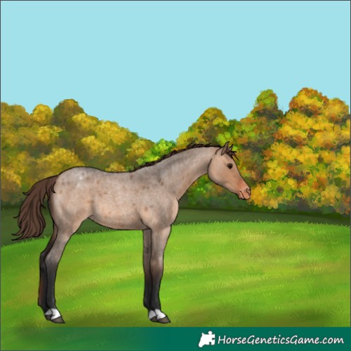 Horse Color:Bay Roan Dun Varnish 