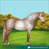 Horse Color:Gray Chestnut