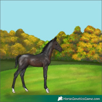 Horse Color:Brown 