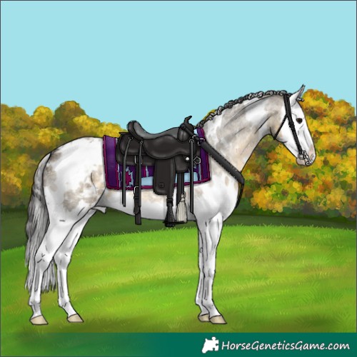 Horse Color:White Spotted Buckskin Roan Dun Splash Appaloosa