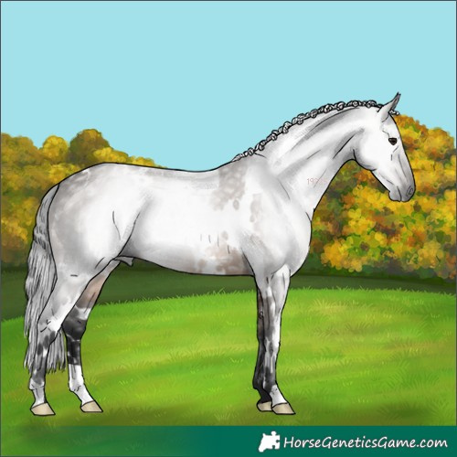 Horse Color:Gray White Spotted Brown Dun Brindle 