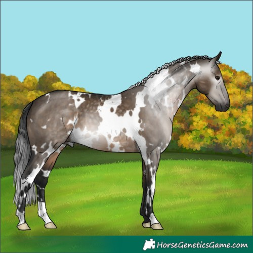 Horse Color:Gray White Spotted Brown Dun Brindle 