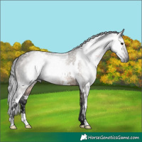 Horse Color:Gray White Spotted Brown Dun Brindle 