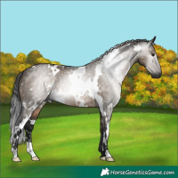 Horse Color:Gray White Spotted Brown Dun Brindle 