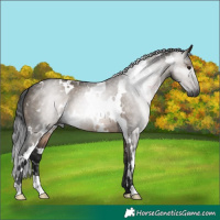 Horse Color:Gray White Spotted Brown Dun Brindle
