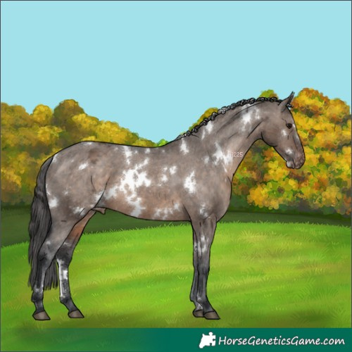 Horse Color:White Spotted Brown Dun Appaloosa 
