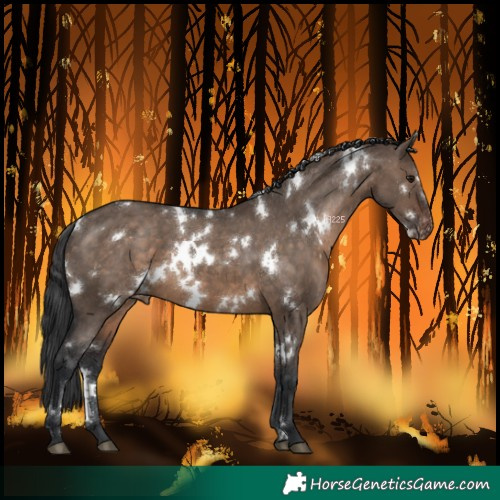 Horse Color:White Spotted Brown Dun Varnish 