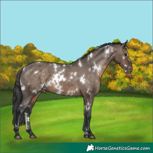Horse Color:White Spotted Brown Dun Appaloosa 