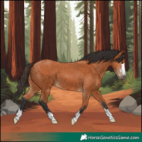 Horse Color:Bay 