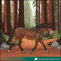 Horse Color:Bay 