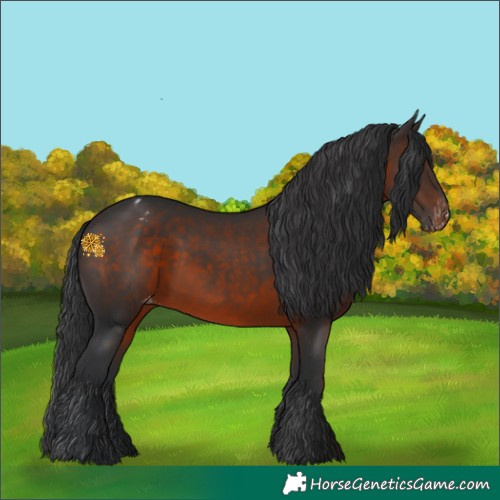 Horse Color:Brown Appaloosa 