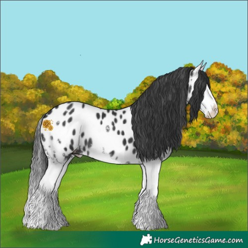 Horse Color:Black Sabino Splash Near Leopard 