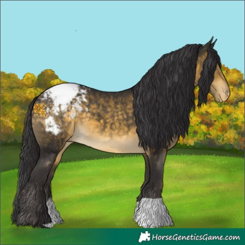 Horse Color:Buckskin Appaloosa 