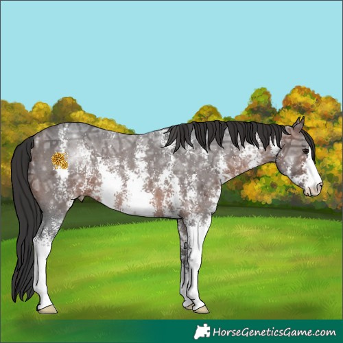 Horse Color:Brown Ice Sabino 