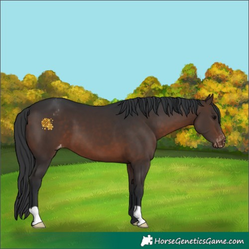 Horse Color:Brown Appaloosa 