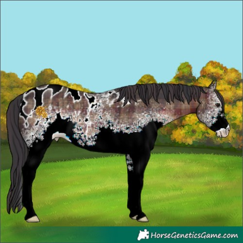 Horse Color:Plaid  White Spotted Brown Mushroom Appaloosa 