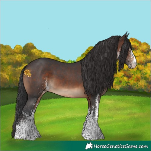 Horse Color:White Spotted Brown 