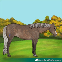 Horse Color:Silver Brown Dun 