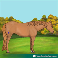Horse Color:Chestnut 