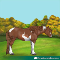 Horse Color:Chestnut Tobiano Rabicano 