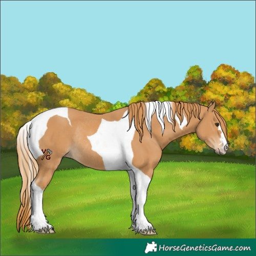 Horse Color:Chestnut Tobiano Rabicano 