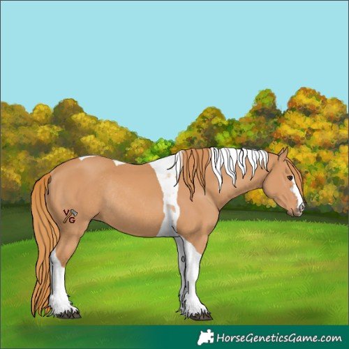 Horse Color:Chestnut Tobiano Rabicano 