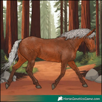 Horse Color:Silver Bay 