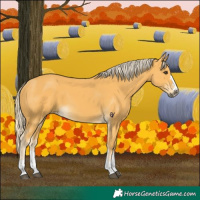 Horse Color:Palomino 