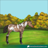 Horse Color:White Spotted Bay Dun 