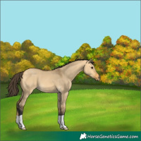 Horse Color:Buckskin Dun 